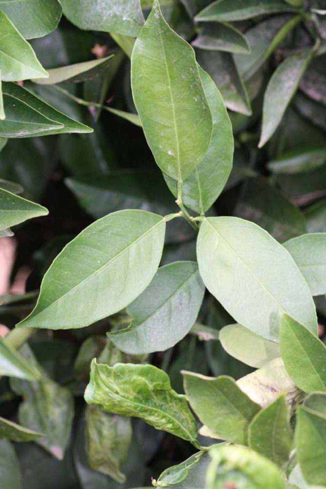              Shade leaves (Riverside, CA)       